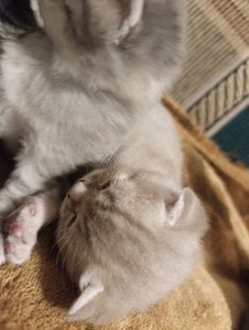 Котик шотландський висловухий