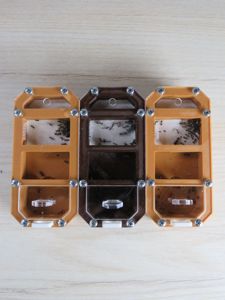 Муравьи-жнецы messor structor, купить муравьиную ферму в Украине