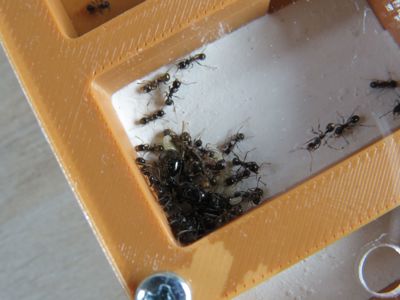 Муравьи-жнецы messor structor, купить муравьиную ферму в Украине