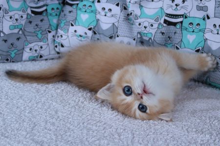 Кошенята Британськой Шиншили