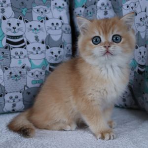 Кошенята Британськой Шиншили