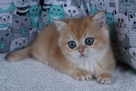 Кошенята Британськой Шиншили