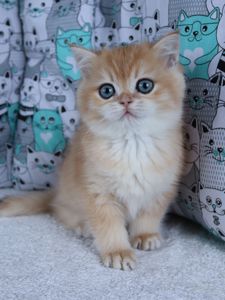 Кошенята Британськой Шиншили