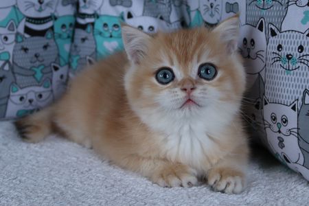 Кошенята Британськой Шиншили