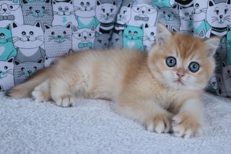 Кошенята Британськой Шиншили