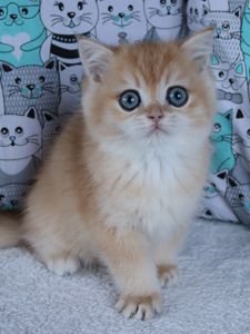 Кошенята Британськой Шиншили