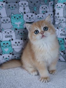 Кошенята Британськой Шиншили