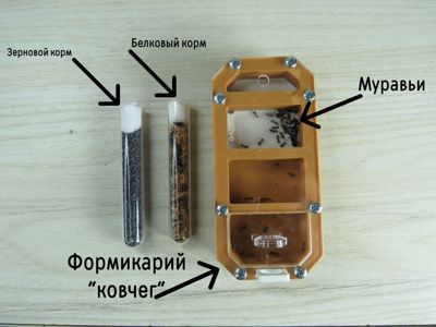 Муравьи-жнецы messor structor, купить муравьиную ферму в Украине