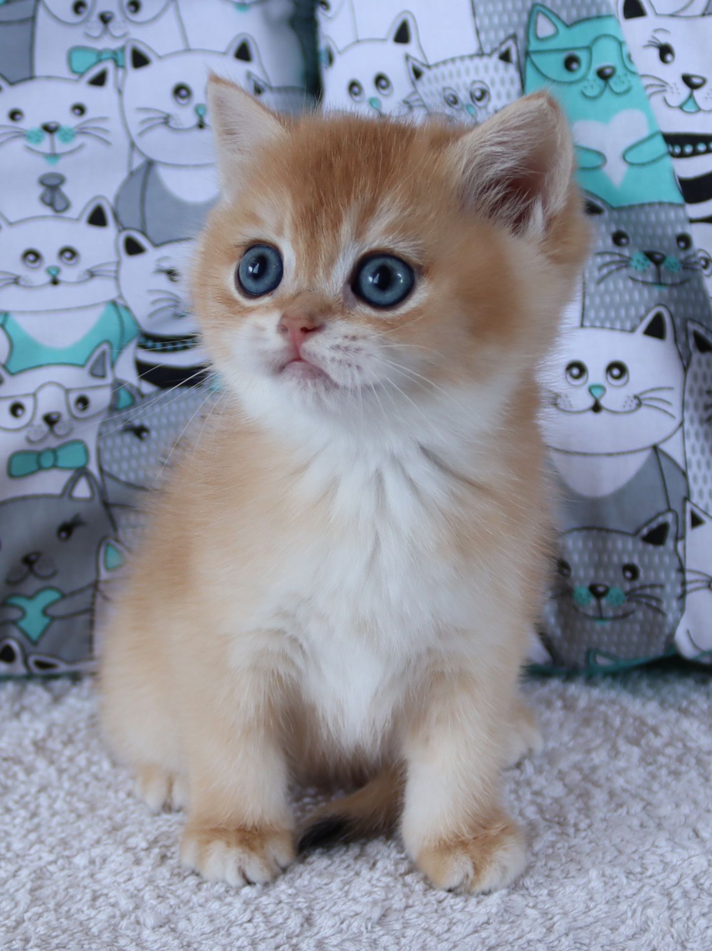 Киця Шиншила