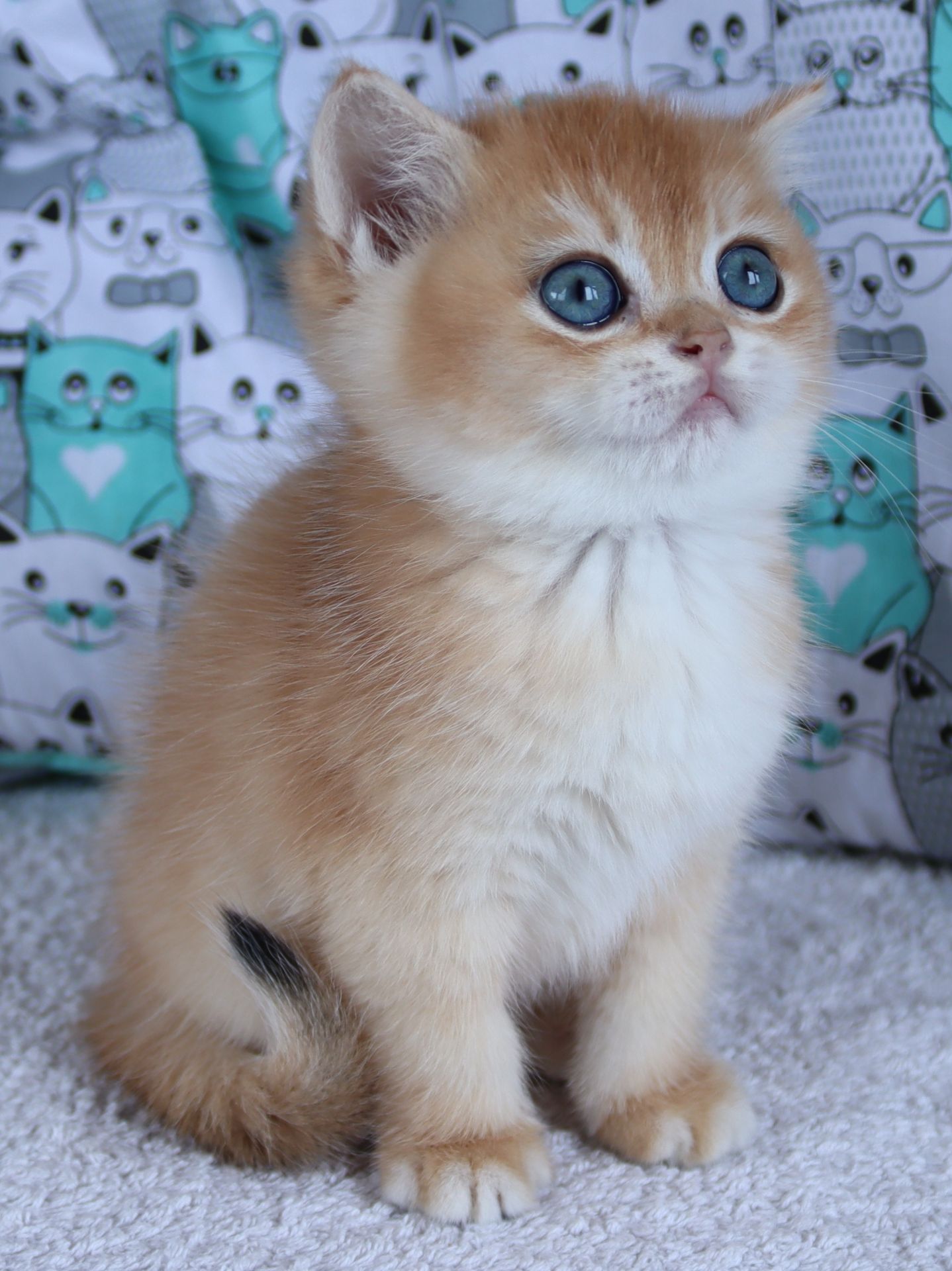 Киця Шиншила