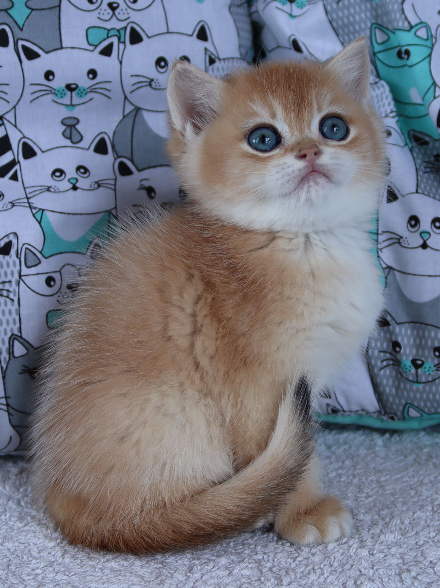 Киця Шиншила