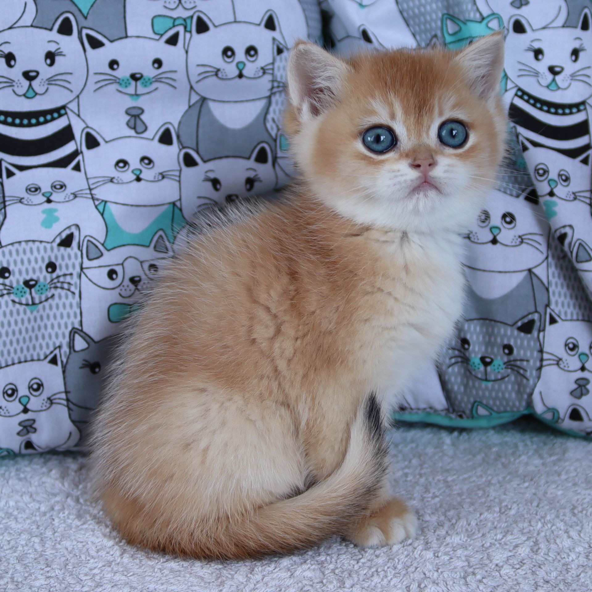 Киця Шиншила