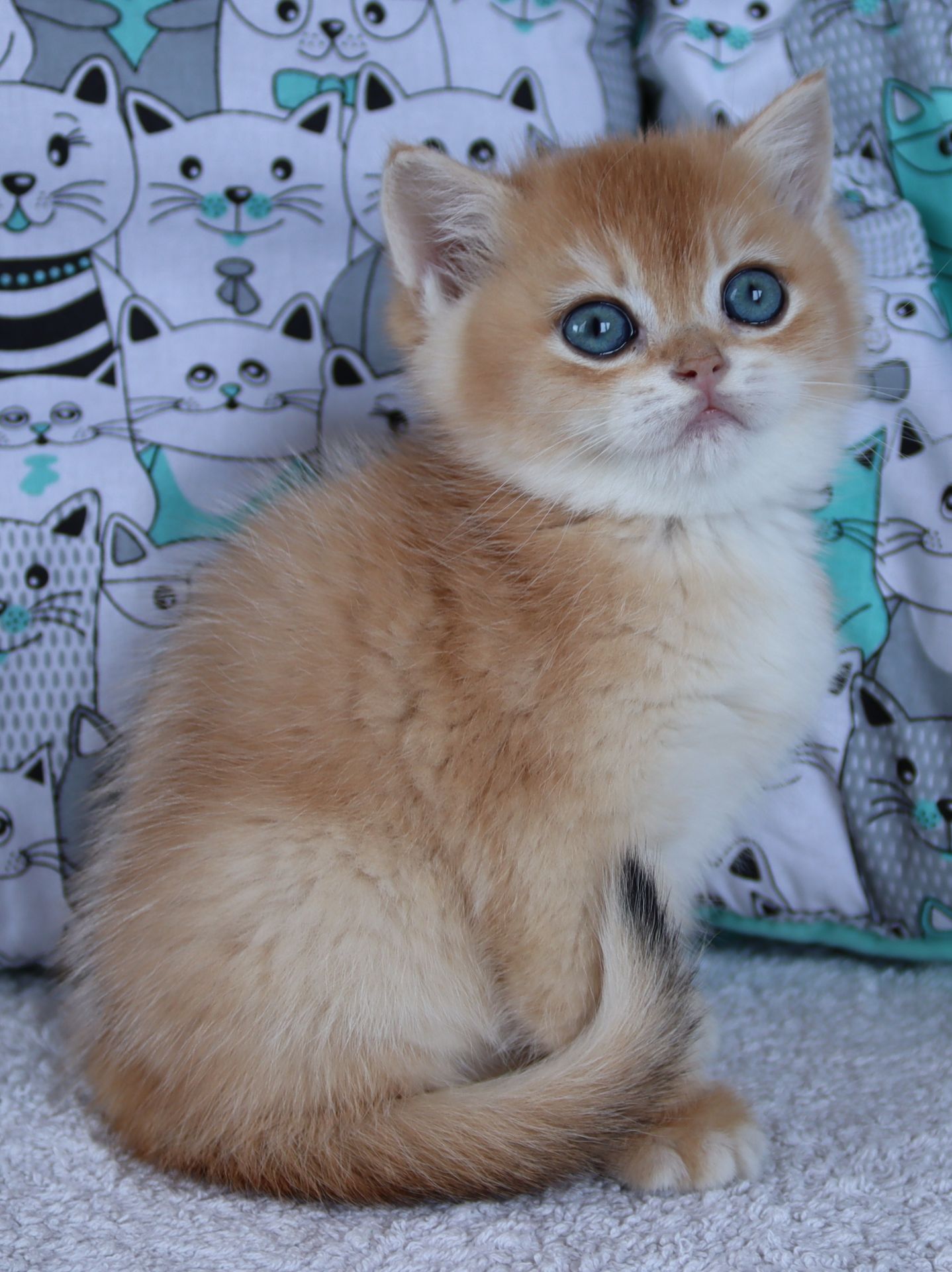 Киця Шиншила