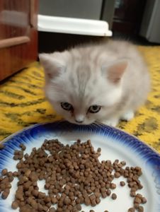 Шотландский котенок скоттиш страйд