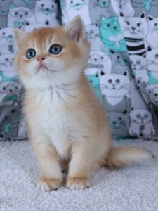 Киця Шиншила