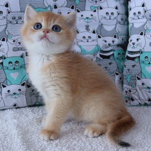 Киця Шиншила