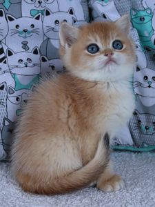 Киця Шиншила