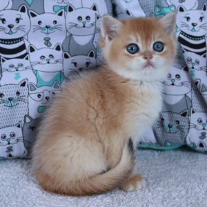 Киця Шиншила