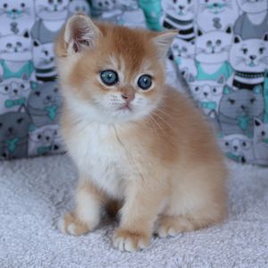 Киця Шиншила