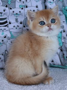 Киця Шиншила