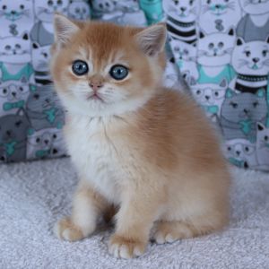 Киця Шиншила