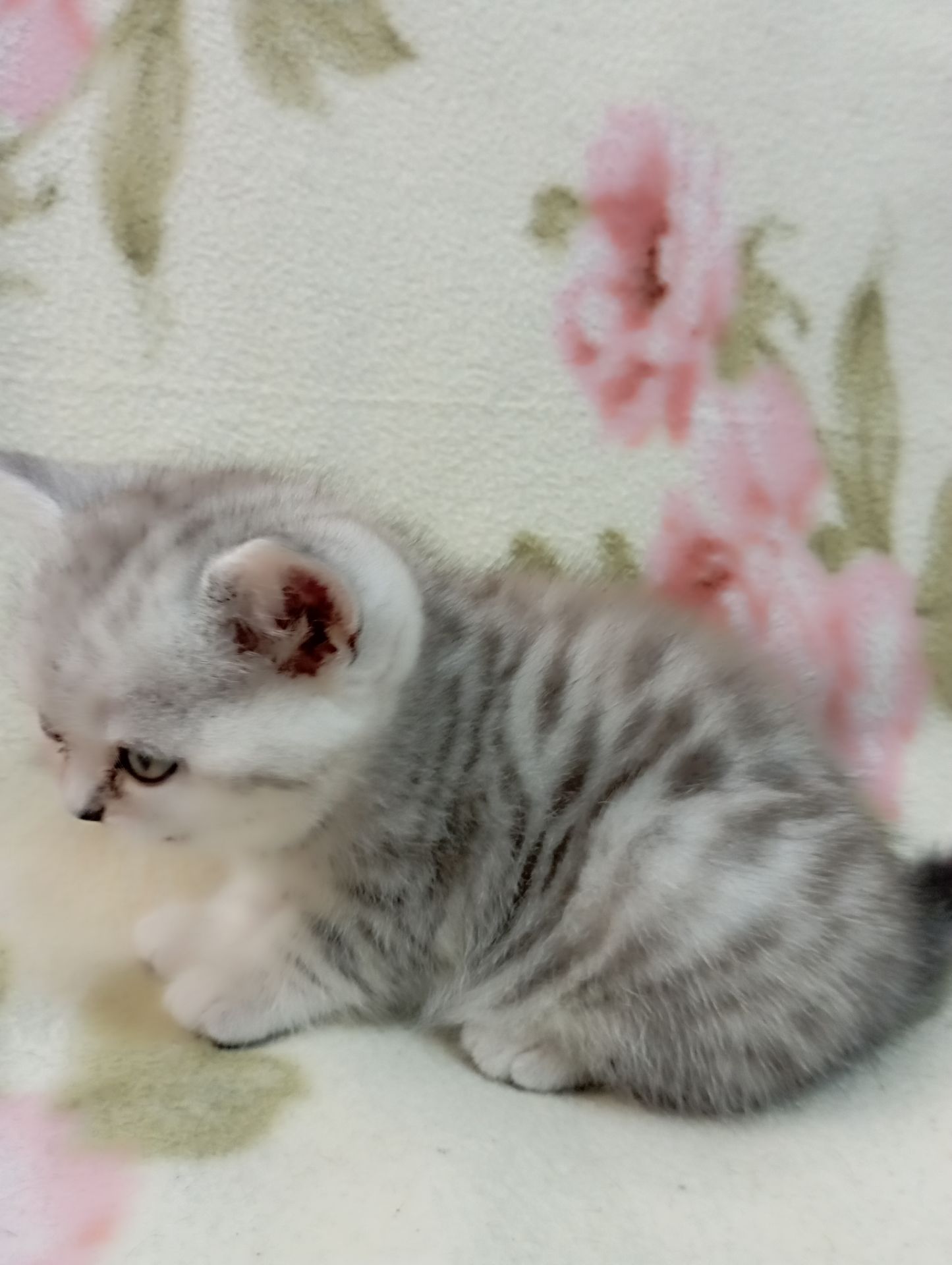 Шотландский котенок скоттиш страйд