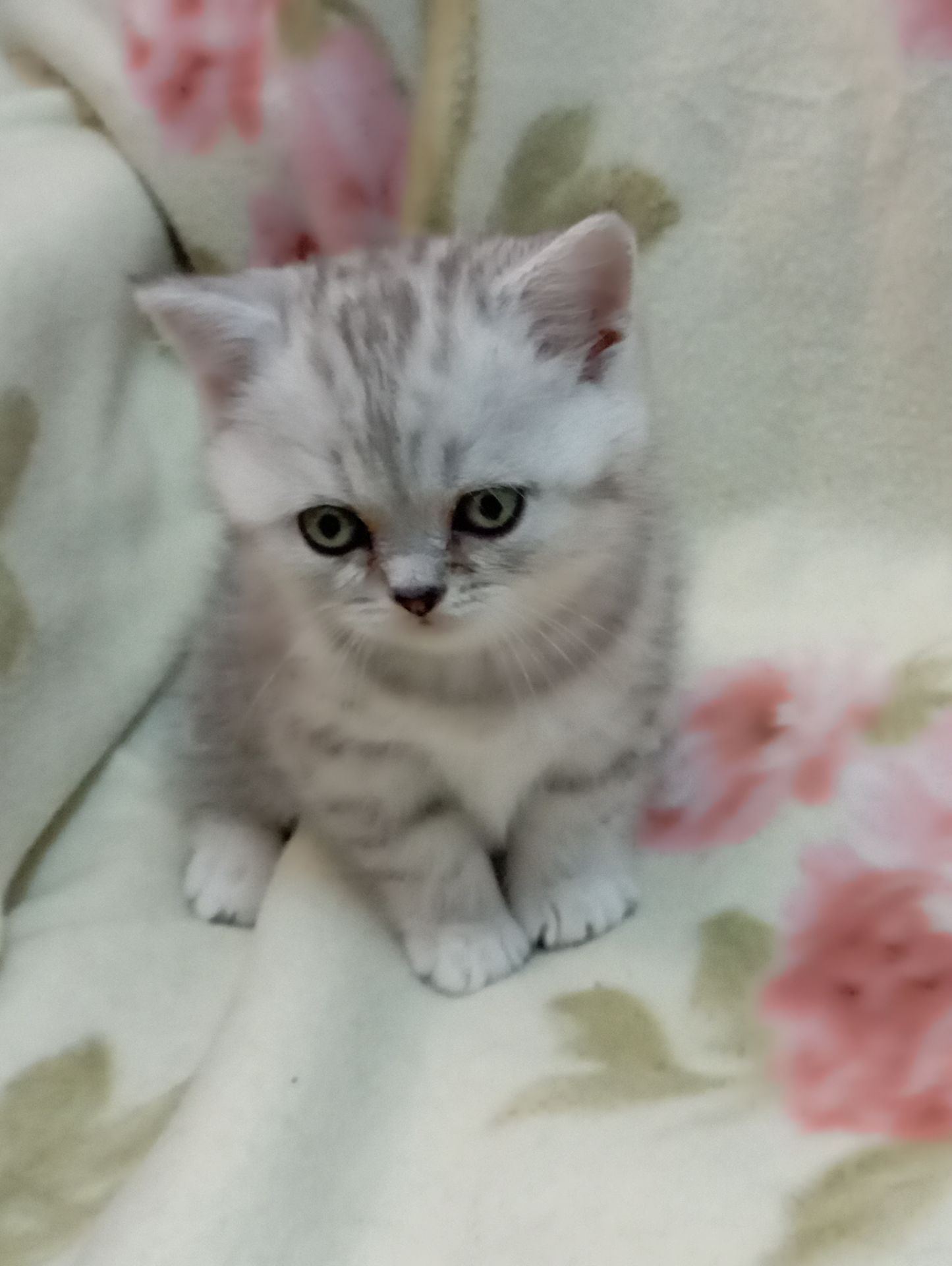 Шотландский котенок скоттиш страйд