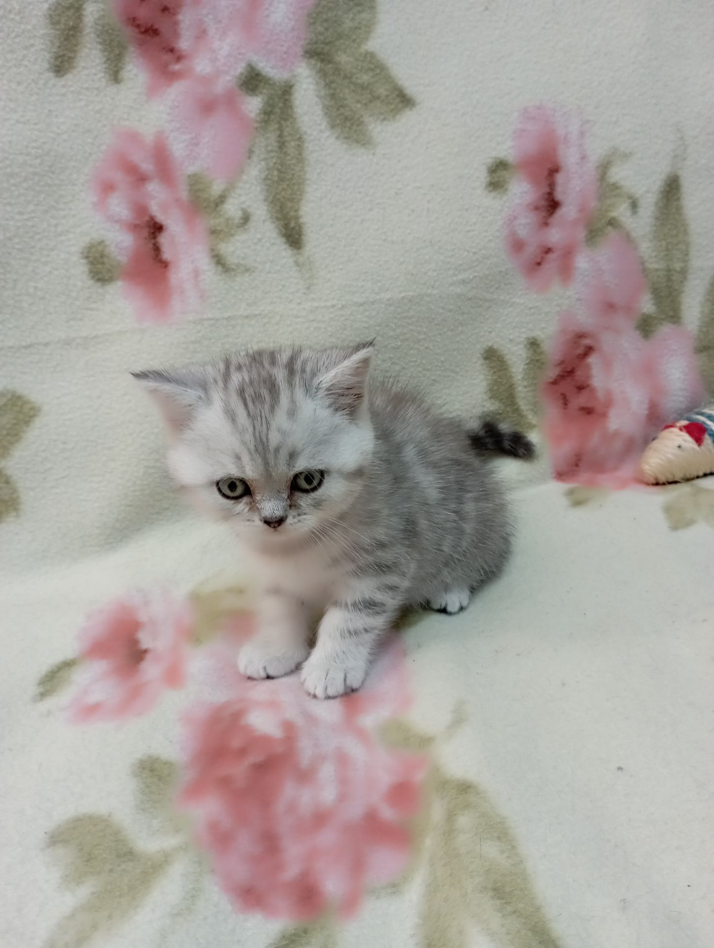 Шотландский котенок скоттиш страйд