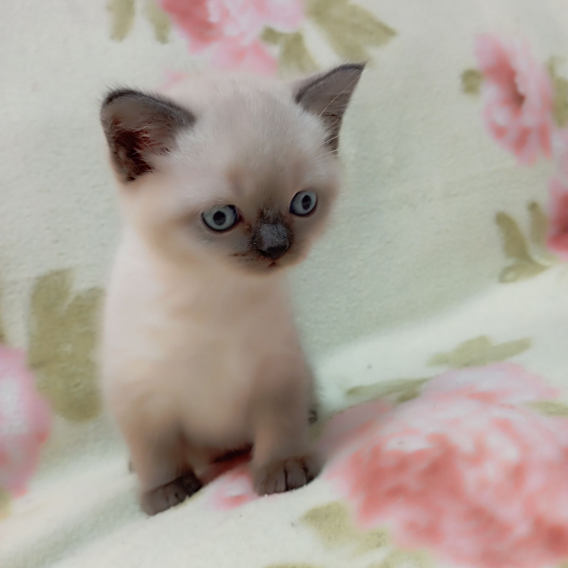 Шотландське кошеня скоттіш страйд.