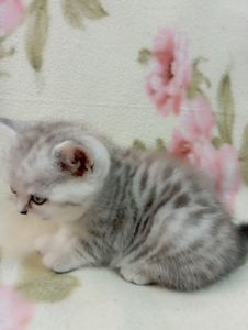 Шотландский котенок скоттиш страйд