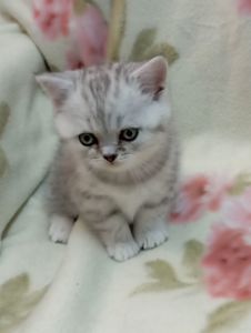 Шотландский котенок скоттиш страйд