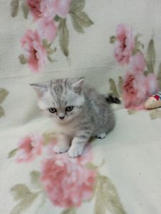 Шотландский котенок скоттиш страйд