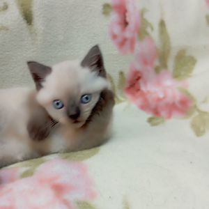 Шотландське кошеня скоттіш страйд.