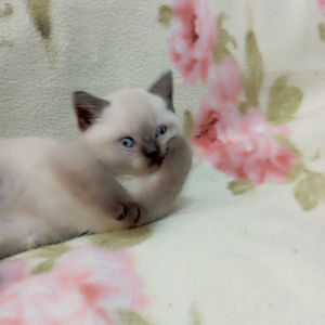 Шотландське кошеня скоттіш страйд.