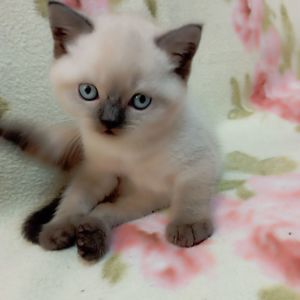 Шотландське кошеня скоттіш страйд.