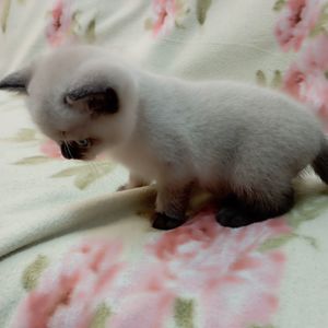 Шотландське кошеня скоттіш страйд.