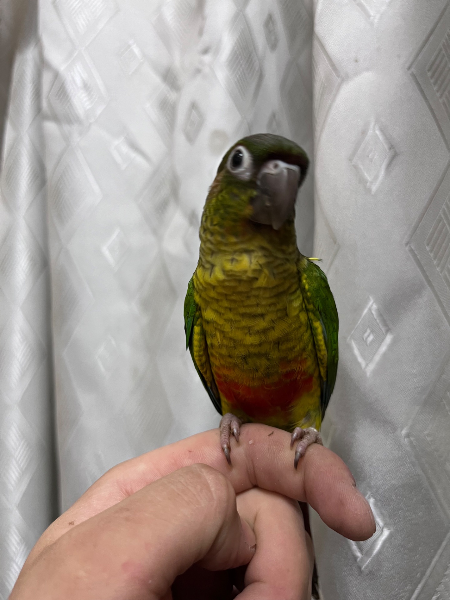 Пиррура птенцы выкормыши ручные, различные окрасы