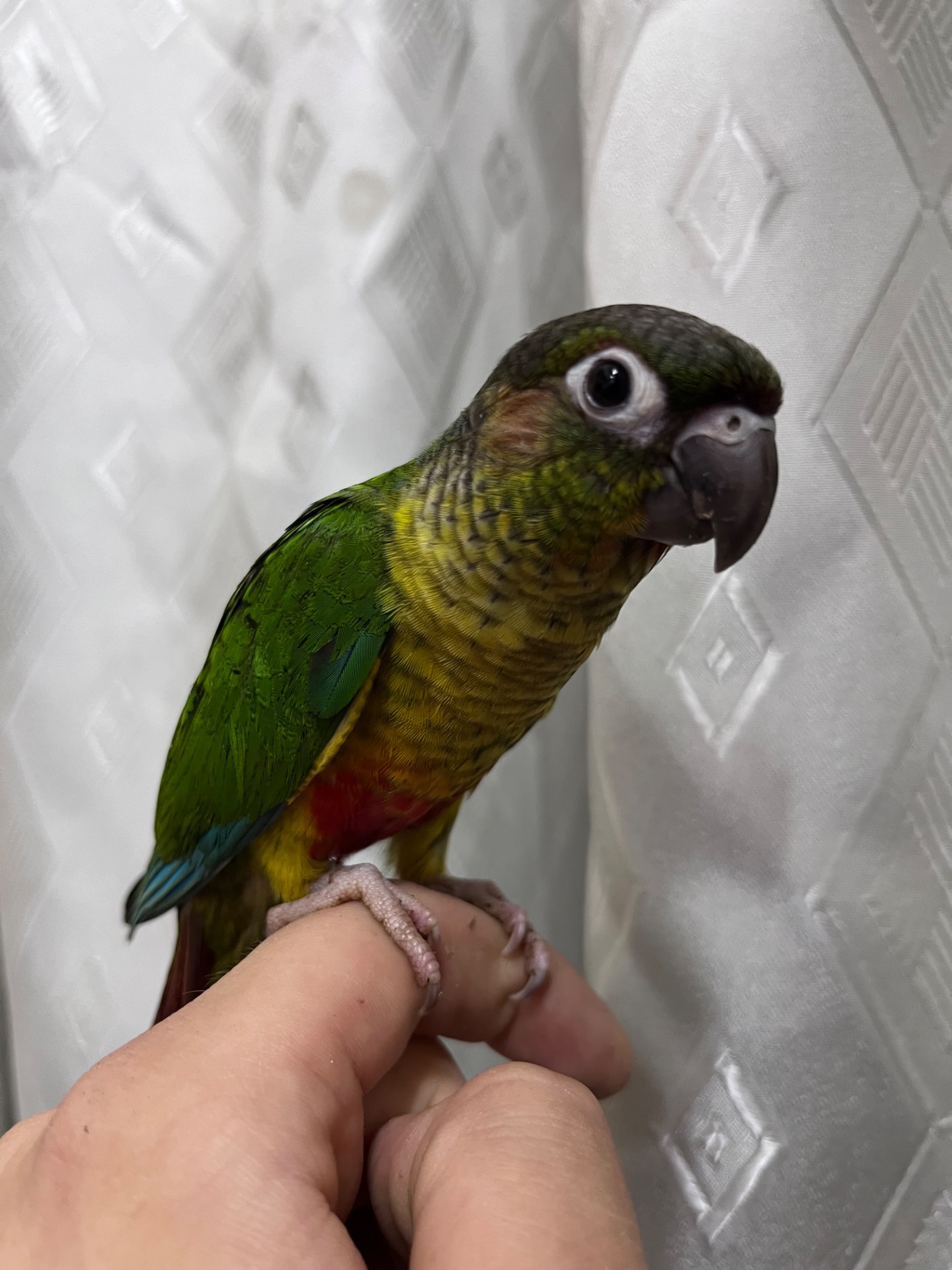 Пиррура птенцы выкормыши ручные, различные окрасы