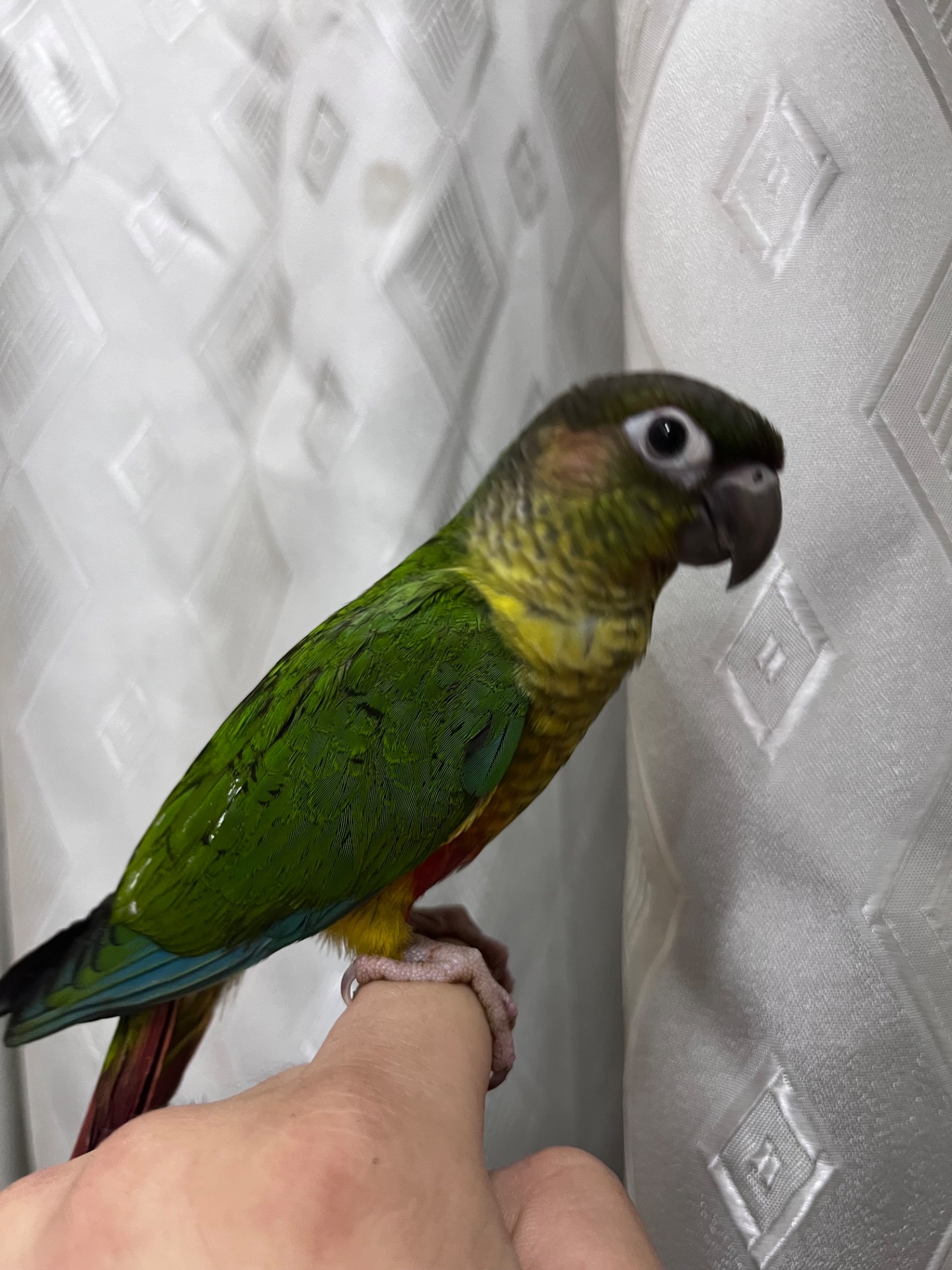 Пиррура птенцы выкормыши ручные, различные окрасы