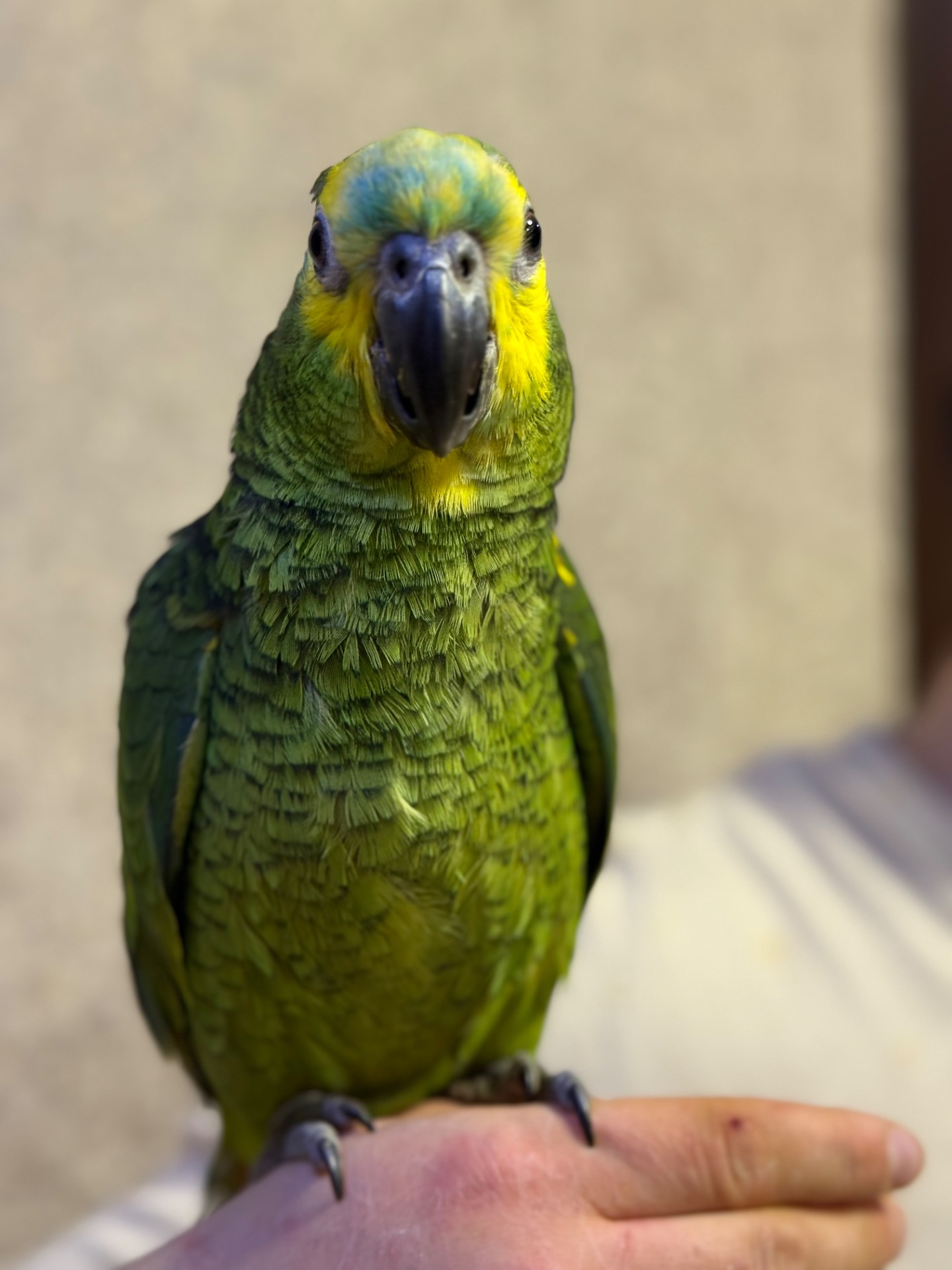 Амазоны попугаи птенцы молоденькие, различные окрасы