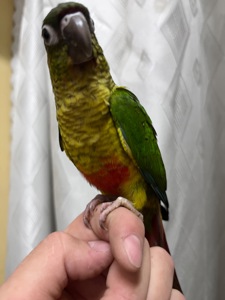 Пиррура птенцы выкормыши ручные, различные окрасы