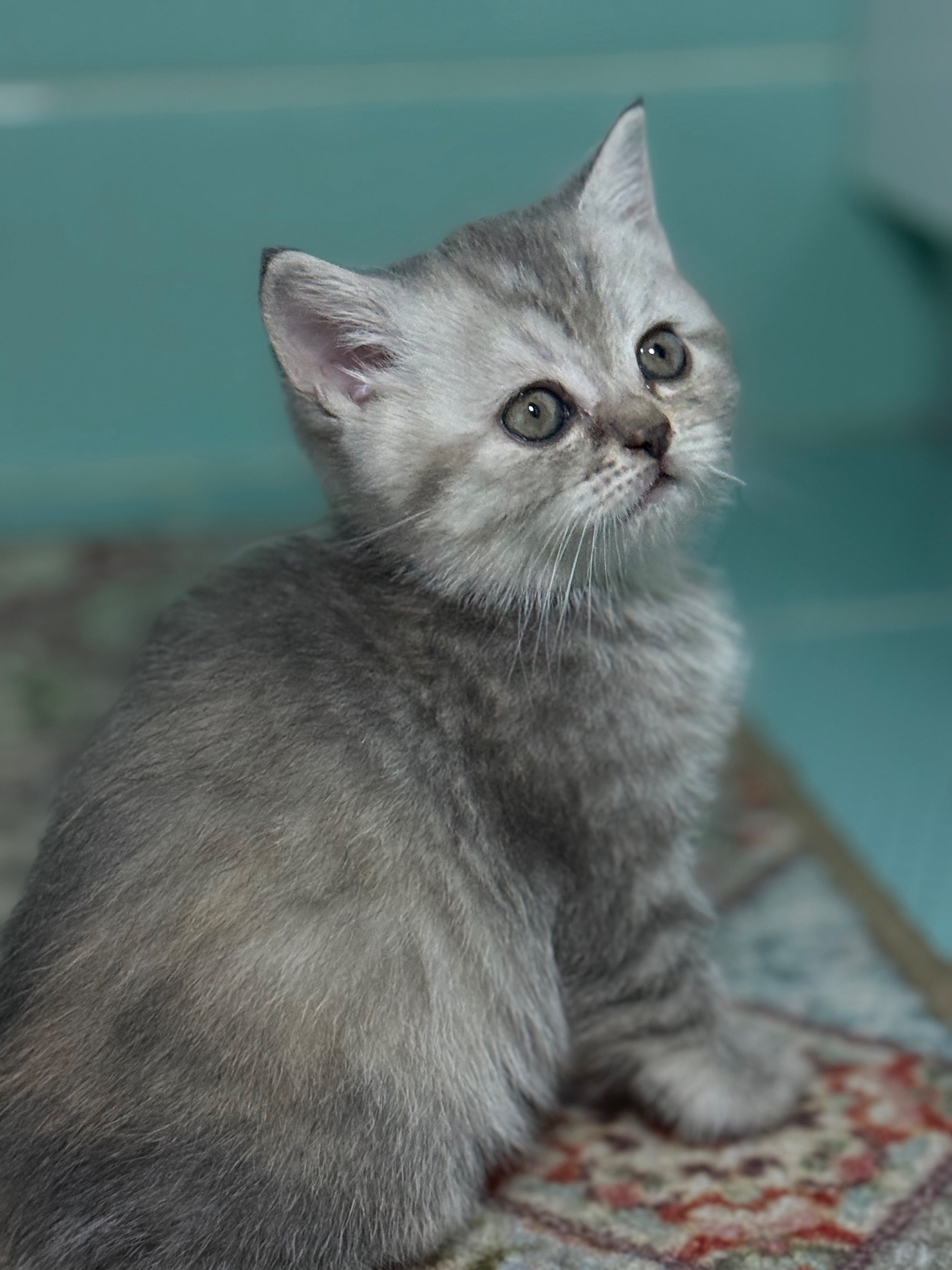 Милі кошенята, унікального окрасу скоттіш страйт