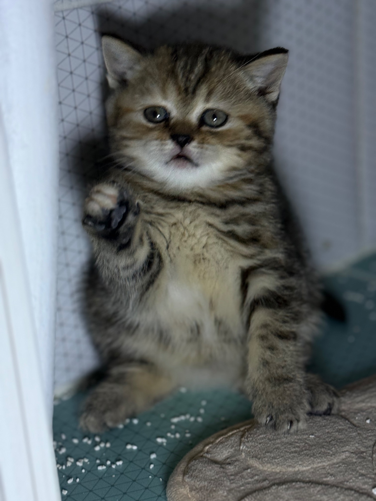 Милі кошенята, унікального окрасу скоттіш страйт