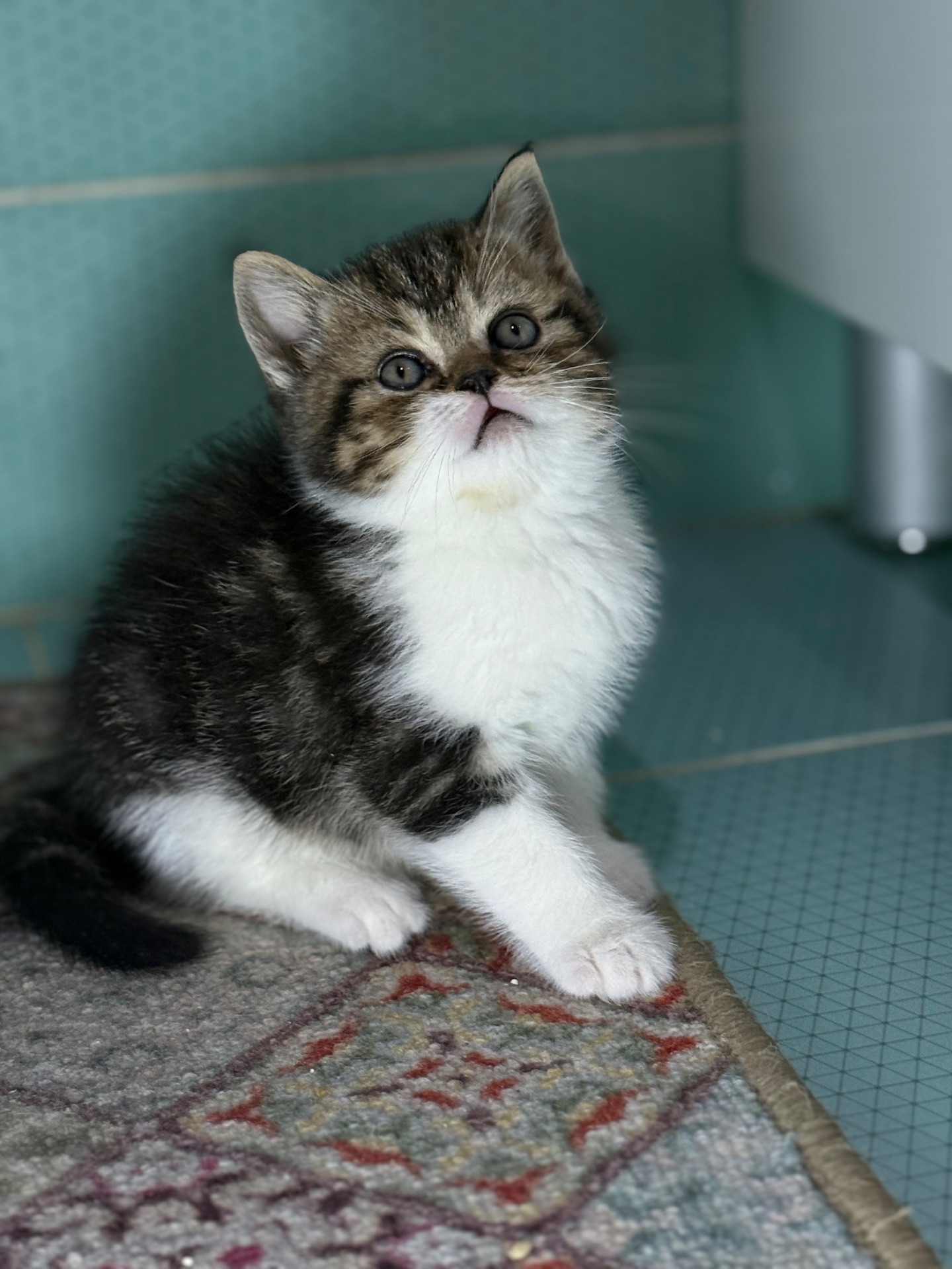 Милі кошенята, унікального окрасу скоттіш страйт