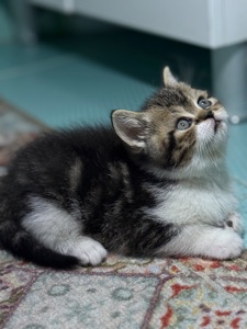 Милі кошенята, унікального окрасу скоттіш страйт