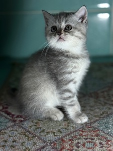 Милі кошенята, унікального окрасу скоттіш страйт