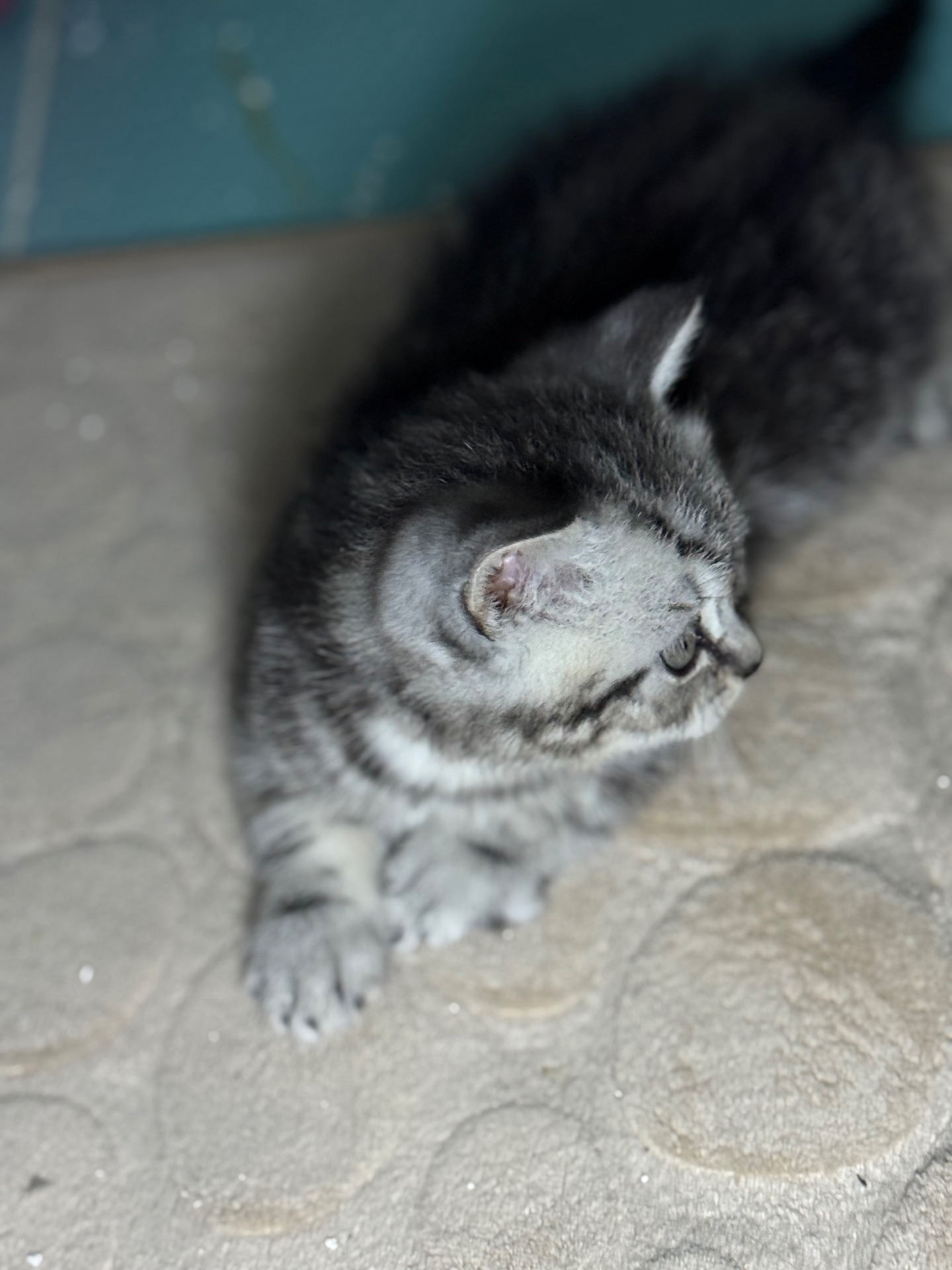 Милі кошенята, унікального окрасу скоттіш страйт