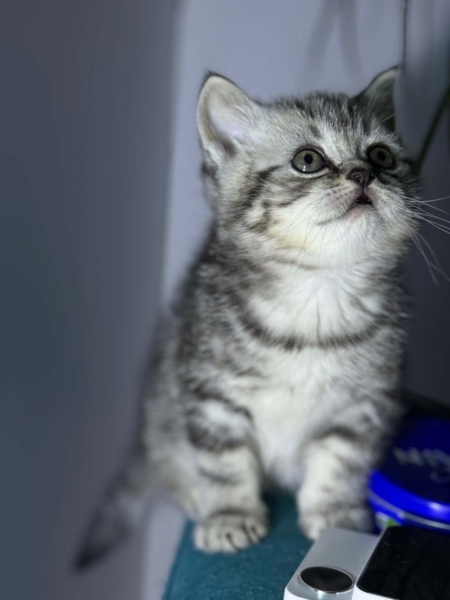 Милі кошенята, унікального окрасу скоттіш страйт