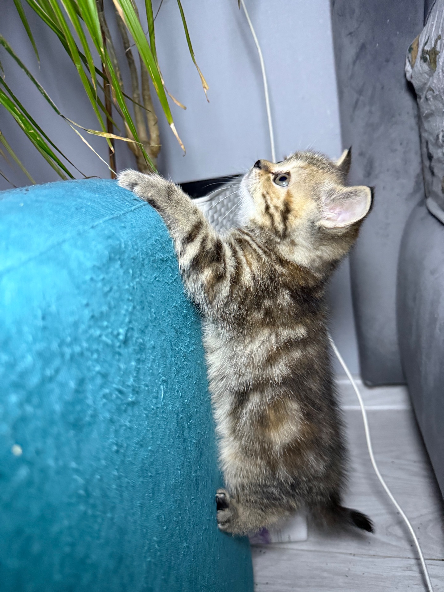 Милі кошенята, унікального окрасу скоттіш страйт