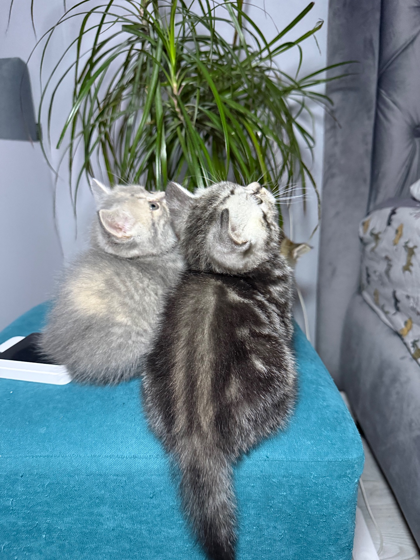 Милі кошенята, унікального окрасу скоттіш страйт